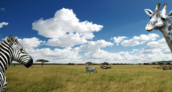 Afrika